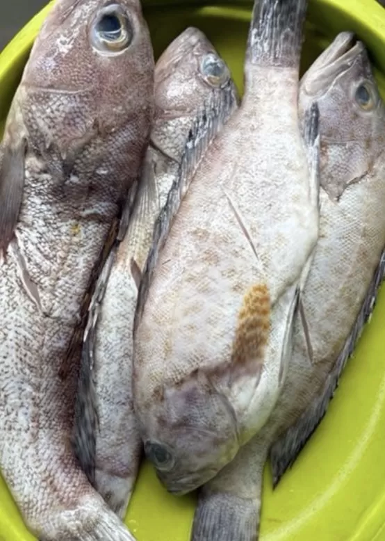 Ikan kerapu olah isi 4/5